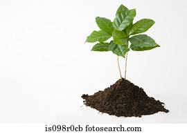 um, crescendo, planta