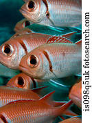 Blackbar, soldado, fish.