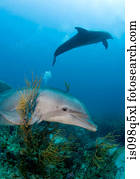 bottlenose, dolphin.