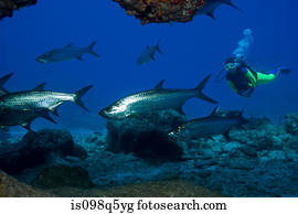 Diver and shiny fish.