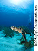 hawksbill, turtle.
