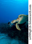 mergulhador, com, turtle.