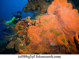 mergulhador, ligado, coral, reef.