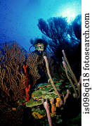 mergulhador, ligado, coral, reef.