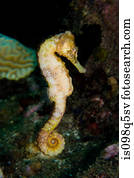 natação, seahorse.