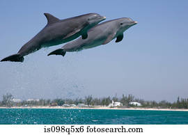 pular, dolphin.