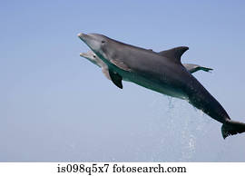 pular, dolphin.
