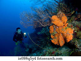 recife coral, cena, com, diver.