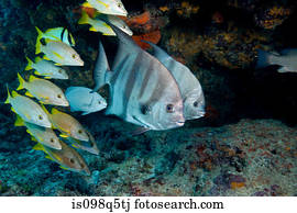 Schooling fish.