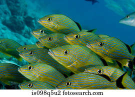 Schooling fish.