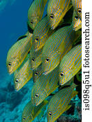 Schooling fish.