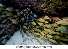 Schooling fish.