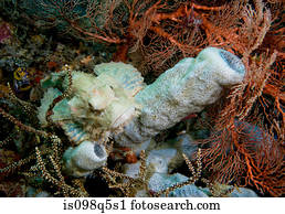 scorpionfish, ligado, coral, reef.
