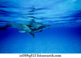 snorkeler, com, dolphin.