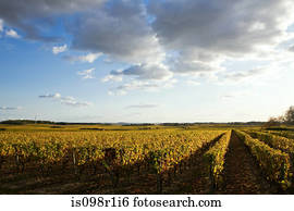 Vineyard in the loire valley