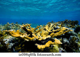 vista, de, coral, reef.