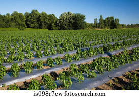 planta, colheita, em, campo