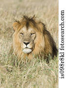 um, leão, em, a, capim