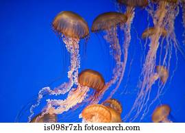 água viva urtiga mar