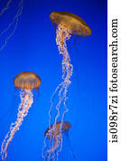 água viva urtiga mar