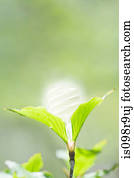 energia, poupar, lightbulb, em, um, planta