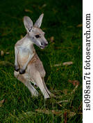 canguru, em, fauna, park.