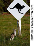 canguru, em, fauna, park.