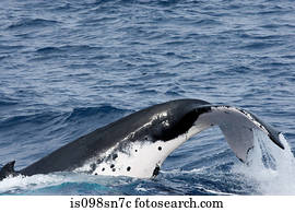 comportamento, de, baleia humpback