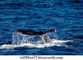 comportamento, de, humpback, whale.