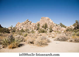 Joshua tree national park