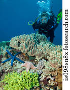 recife coral, scenic.