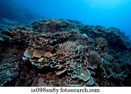 recife coral, scenic.