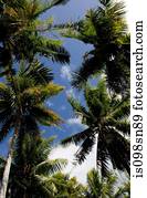 Tropical scene with palm trees.