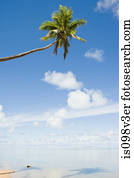 Beach and single palm tree