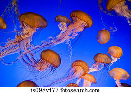 água viva urtiga mar