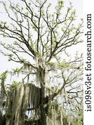 árvore, com, penduradas, foliage