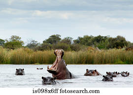 beligerante, hipopótamo, em, rio