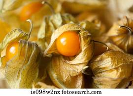 Physalis, full frame