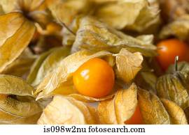 Physalis, full frame