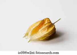 Physalis on white background