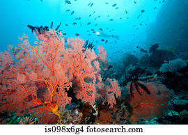 prosperar, recife coral