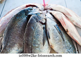 Fish hanging out to dry