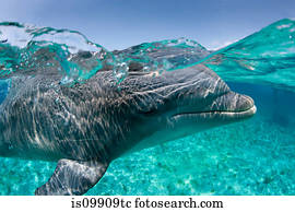 atlântico, golfinho bottlenose