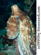 comum, polvo, ligado, um, recife coral