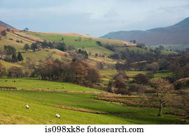 Field and trees in countryside, Cumbria, UK