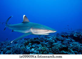 Majestic silvertip shark