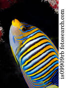 real, angelfish, ligado, recife coral