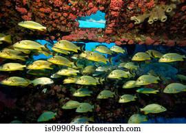 Schooling fish