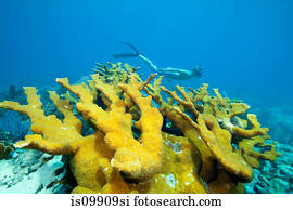 snorkeler, ligado, recife coral