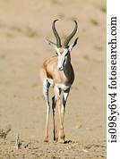 springbok, em, deserto